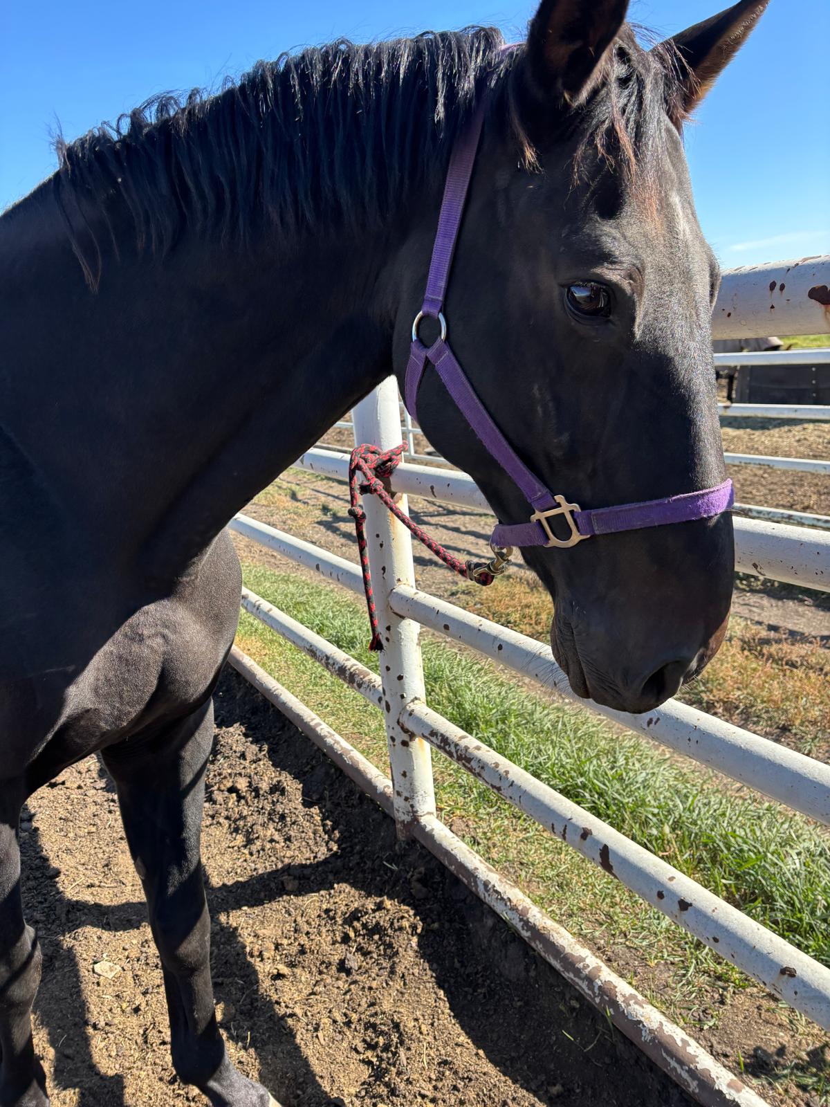 Quinn at paddock - Southern Alberta horse property lifestyle
