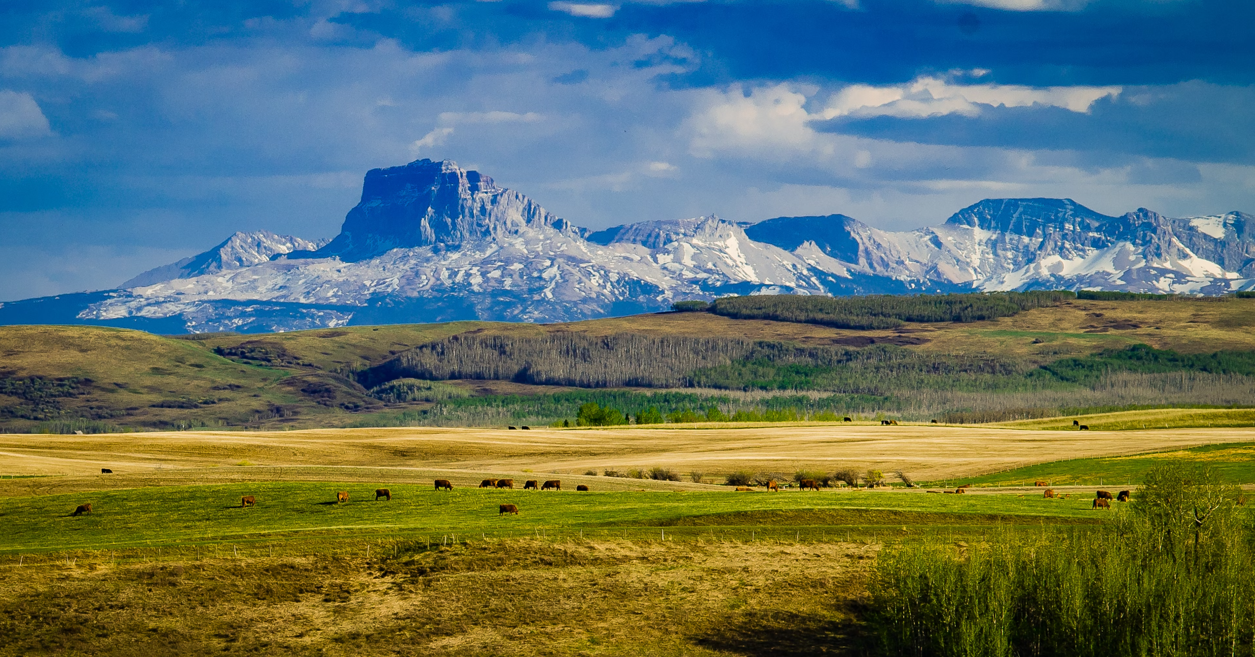 Discover Your Dream Acreage in Southern Alberta: A Guide by Diane Richardson